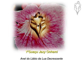 Y’Guaçu Jaxy OnhemiY’Guaçu Jaxy Onhemi
Anel do Lábio da Lua DecrescenteAnel do Lábio da Lua Decrescente
 