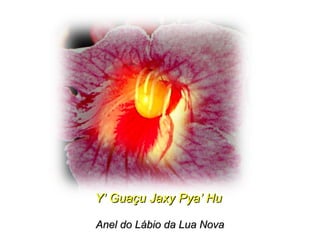 Y’ Guaçu Jaxy Pya’ HuY’ Guaçu Jaxy Pya’ Hu
Anel do Lábio da Lua NovaAnel do Lábio da Lua Nova
 