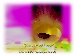 Y’Guaçu Omerã PoraceíY’Guaçu Omerã Poraceí
Anel do Lábio da Dança FecundaAnel do Lábio da Dança Fecunda
 