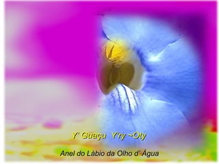 Y’ Guaçu Y’ry ~OtyY’ Guaçu Y’ry ~Oty
Anel do Lábio da Olho d’ ÀguaAnel do Lábio da Olho d’ Àgua
 