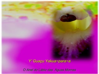 Y’ Guaçu Yakua~para~aY’ Guaçu Yakua~para~a
O Anel do Lábio das Águas MornasO Anel do Lábio das Águas Mornas
 