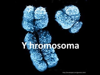 Y hromosoma
http://karakalpak.com/genetics.html

 