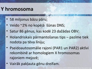 Y hromosoma
•
•
•
•

58 miljonus bāzu pāru;
Veido ~2% no kopējā šūnas DNS;
Satur 86 gēnus, kas kodē 23 dažādas OBV;
Holandriskais pārmantošanas tips – pazīme tiek
nodota pa tēva līniju;
• Pseidoautosomālie rajoni (PAR1 un PAR2) aktīvi
rekombinē ar homologiem X hromosomas
rajoniem mejozē;
• Vairāk pakļauta gēnu dreifam.
http://images2.layoutsparks.com/1/148050/tattooed-beauty-blue-pattern.jpg

 