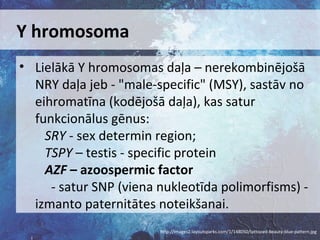 Y hromosoma
• Lielākā Y hromosomas daļa – nerekombinējošā
NRY daļa jeb - "male-specific" (MSY), sastāv no
eihromatīna (kodējošā daļa), kas satur
funkcionālus gēnus:
SRY - sex determin region;
TSPY – testis - specific protein
AZF – azoospermic factor
- satur SNP (viena nukleotīda polimorfisms) izmanto paternitātes noteikšanai.
http://images2.layoutsparks.com/1/148050/tattooed-beauty-blue-pattern.jpg

 
