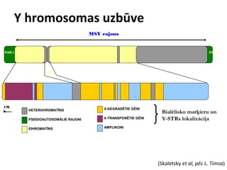 Y hromosomas uzbūve
MSY rajons

PAR I

PAR II

cen

1M
b

HETEROHROMATĪNS

X-DEGRADĒTIE GĒNI

PSEIDOAUTOSOMĀLIE RAJONI

X-TRANSPONĒTIE GĒNI

EIHROMATĪNS

AMPLIKONI

Bialēlisko marķieru un
Y-STRs lokalizācija

(Skaletsky et al, pēc L. Timsa)

 