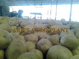 ARIES AGRO PLANT
 