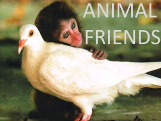 ANIMAL
FRIENDS
 