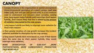 Yield contributing character of maize | PPTX
