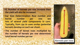 Yield contributing character of maize | PPTX