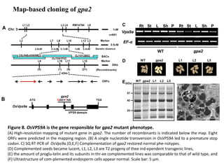 Isolation and characterization of key factors involved in glutelin ...
