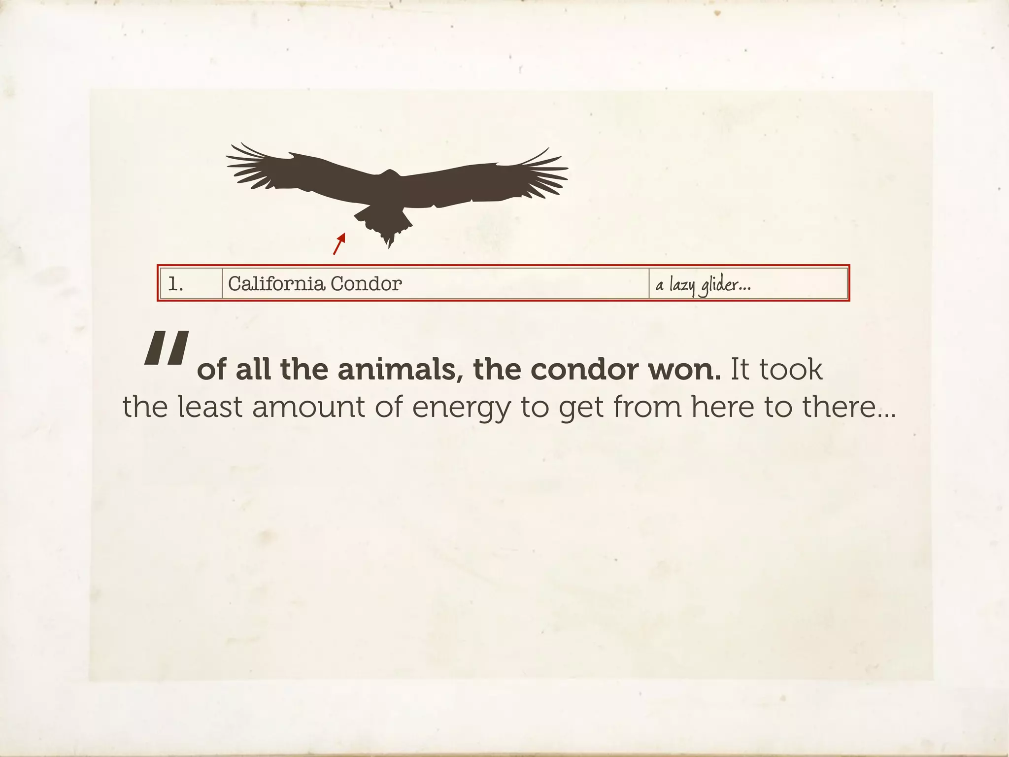 1.   California Condor            a lazy glider…




“     of all the animals, the condor won. It took
the least amount of energy to get from here to there...
 