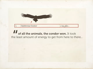 1.   California Condor            a lazy glider…




“     of all the animals, the condor won. It took
the least amount of energy to get from here to there...
 