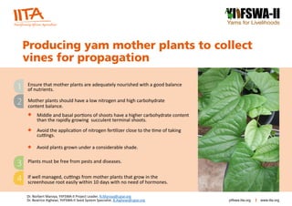 Producing yam mother plants to collect
vines for propagation
YI FSWA
Yams for Livelihoods
II
-
Mother plants should have a low nitrogen and high carbohydrate
content balance.
Middle and basal portions of shoots have a higher carbohydrate content
than the rapidly growing succulent terminal shoots.
Avoid the application of nitrogen fertilizer close to the time of taking
cuttings.
Plants must be free from pests and diseases.
If well managed, cuttings from mother plants that grow in the
screenhouse root easily within 10 days with no need of hormones.
1
2
3
4
Ensure that mother plants are adequately nourished with a good balance
of nutrients.
Avoid plants grown under a considerable shade.
www.iita.org
yiifswa.iita.org
Dr. Norbert Maroya, YIIFSWA-II Project Leader. N.Maroya@cgiar.org
Dr. Beatrice Aighewi, YIIFSWA-II Seed System Specialist. B.Aighewi@cgiar.org
 