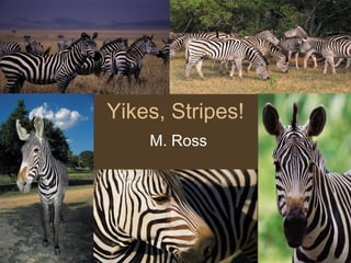 Yikes, Stripes! M. Ross 