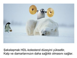 Şakalaşmak HDL-kolesterol düzeyini yükseltir,
Kalp ve damarlarınızın daha sağlıklı olmasını sağlar.
 