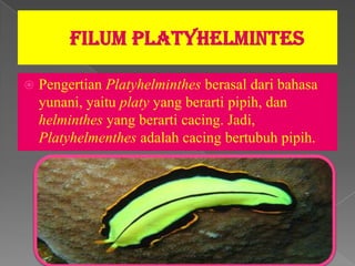    Pengertian Platyhelminthes berasal dari bahasa
    yunani, yaitu platy yang berarti pipih, dan
    helminthes yang berarti cacing. Jadi,
    Platyhelmenthes adalah cacing bertubuh pipih.
 