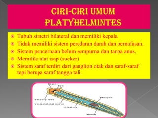    Tubuh simetri bilateral dan memiliki kepala.
   Tidak memiliki sistem peredaran darah dan pernafasan.
   Sistem pencernaan belum sempurna dan tanpa anus.
   Memiliki alat isap (sucker)
   Sistem saraf terdiri dari ganglion otak dan saraf-saraf
    tepi berupa saraf tangga tali.
 