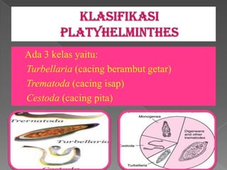  Ada    3 kelas yaitu:
a)   Turbellaria (cacing berambut getar)
b)   Trematoda (cacing isap)
c)   Cestoda (cacing pita)
 
