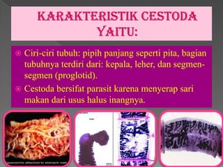  Ciri-ciri tubuh: pipih panjang seperti pita, bagian
  tubuhnya terdiri dari: kepala, leher, dan segmen-
  segmen (proglotid).
 Cestoda bersifat parasit karena menyerap sari
  makan dari usus halus inangnya.
 