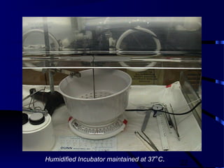 32
Humidified Incubator maintained at 37°C.
 
