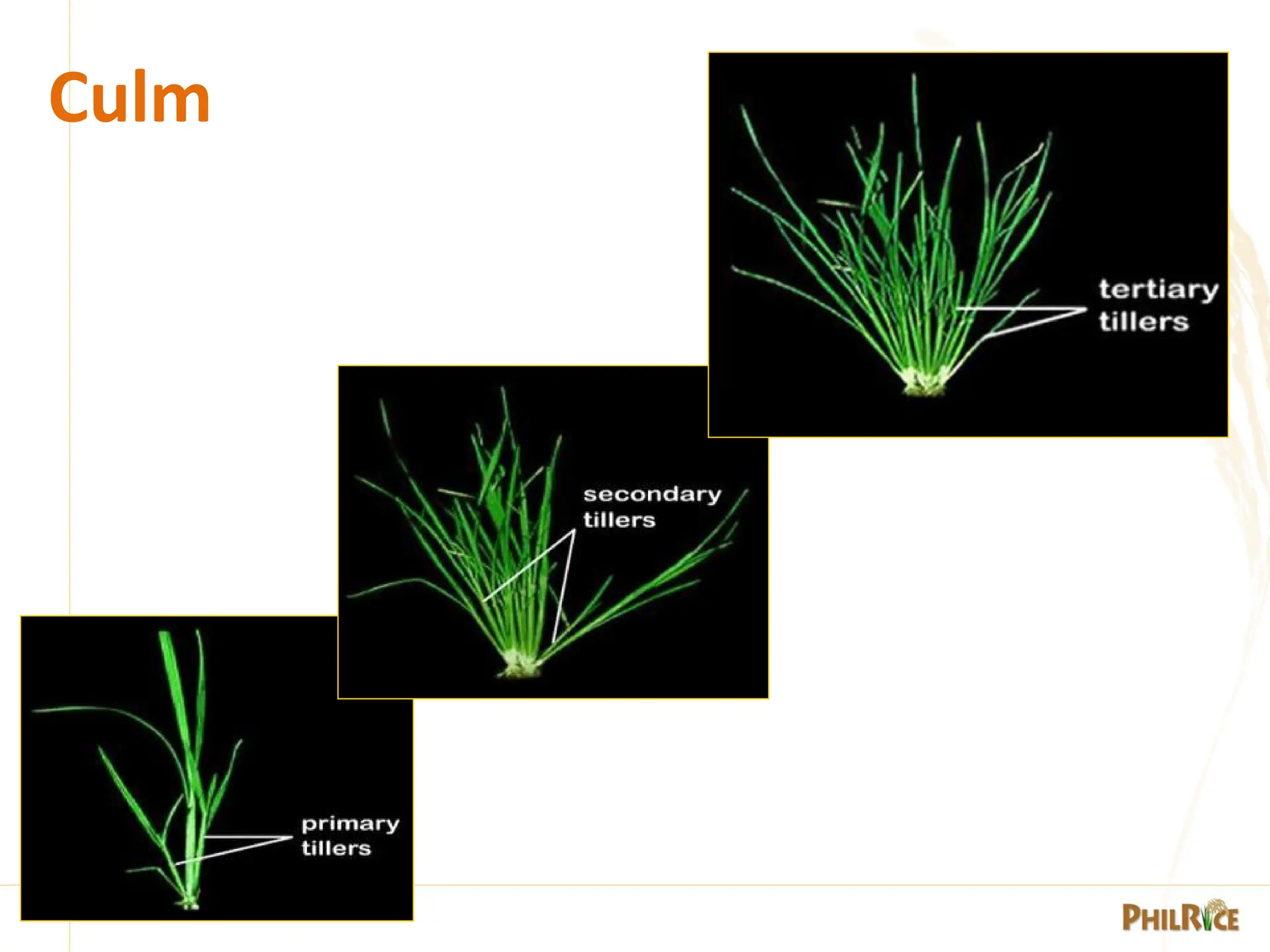 1. -Morphology-of-the-rice-plant-PPT.pdf
