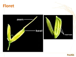 1. -Morphology-of-the-rice-plant-PPT.pdf