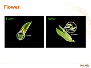 1. -Morphology-of-the-rice-plant-PPT.pdf