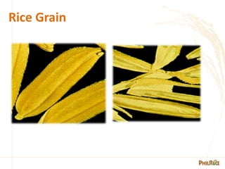 1. -Morphology-of-the-rice-plant-PPT.pdf