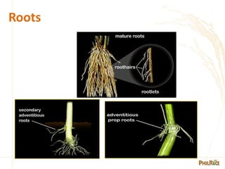 Primary Roots In Rice 1. -Morphology-of-the-rice-plant-PPT.pdf