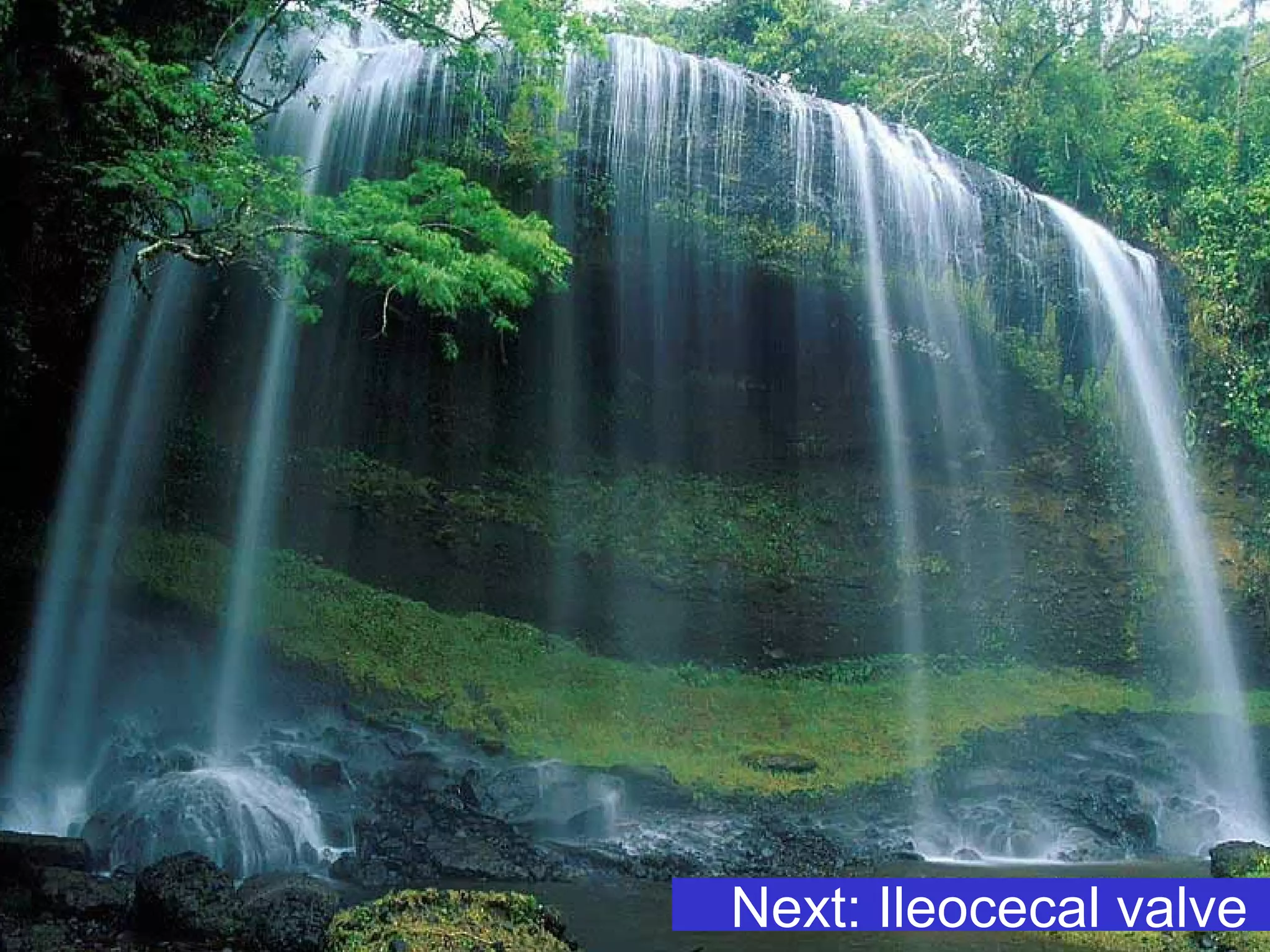 15Prof .Dr. Rashid Mahmood
Next: Ileocecal valve
 