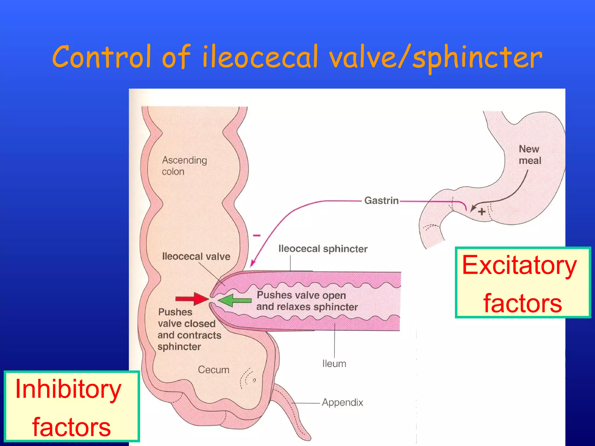 18Prof .Dr. Rashid Mahmood
Control of ileocecal valve/sphincter
Excitatory
factors
Inhibitory
factors
 