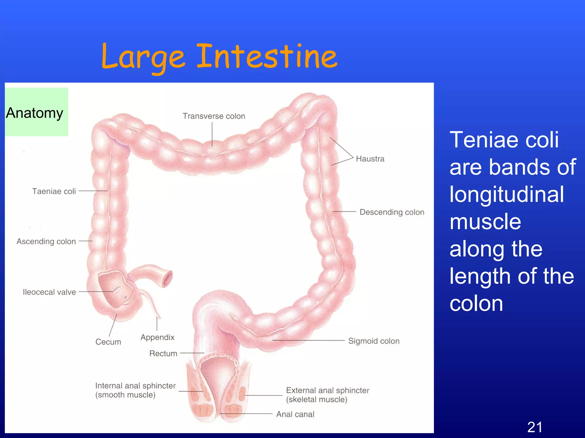 21Prof .Dr. Rashid Mahmood
Large Intestine
Anatomy
Teniae coli
are bands of
longitudinal
muscle
along the
length of the
colon
 