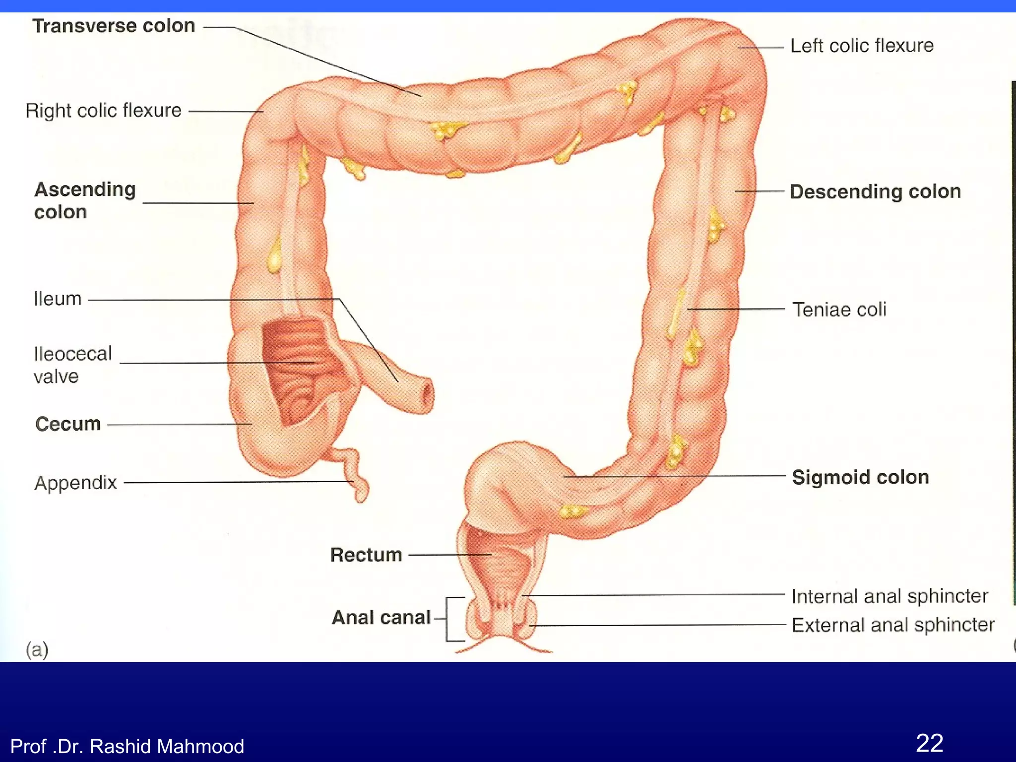 22Prof .Dr. Rashid Mahmood
 
