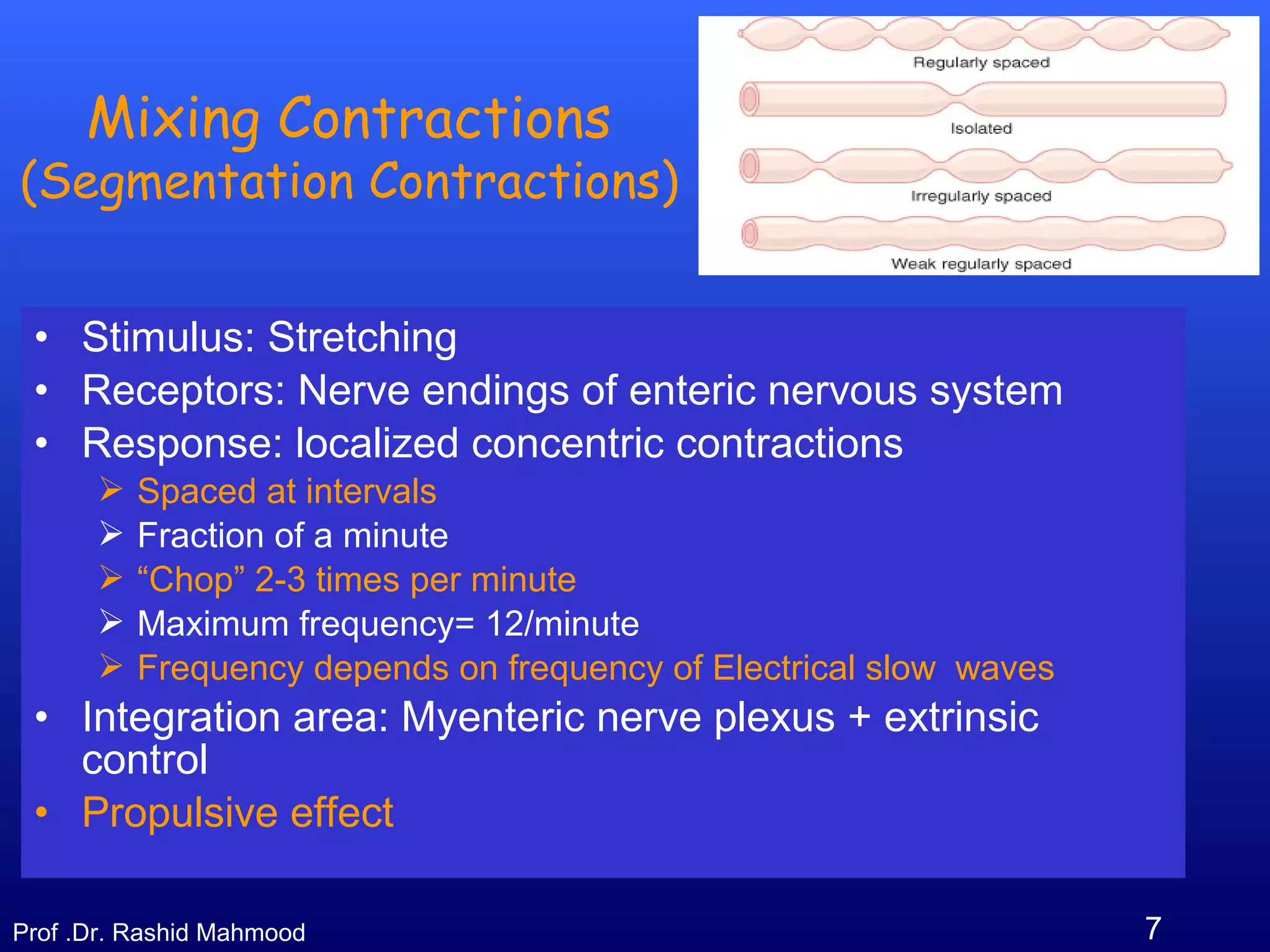 7Prof .Dr. Rashid Mahmood
Mixing Contractions
(Segmentation Contractions)
• Stimulus: Stretching
• Receptors: Nerve endings of enteric nervous system
• Response: localized concentric contractions
 Spaced at intervals
 Fraction of a minute
 “Chop” 2-3 times per minute
 Maximum frequency= 12/minute
 Frequency depends on frequency of Electrical slow waves
• Integration area: Myenteric nerve plexus + extrinsic
control
• Propulsive effect
 