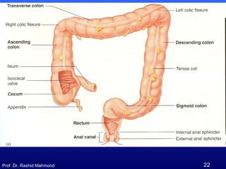 Movements of small and large intestine | PPT