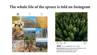 The whole life of the spruce is told on Instagram
Líbí se to andysek73 a dalším (9 584)
 
