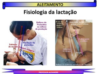 Fisiologia da lactação
ALEITAMENTO
PROFESSOR ALEXANDRE
 