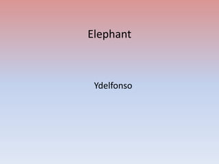 Elephant



 Ydelfonso
 