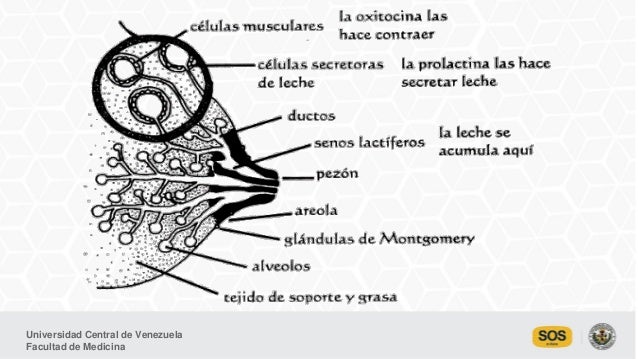 Anatomía y fisiología de la lactancia materna. Dr. José Soto