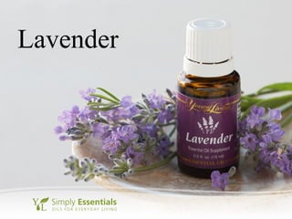 Lavender
 
