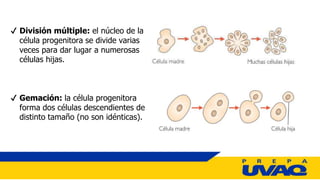 2_TIPOS_DE_REPRODUCCION_EN_LOS_SERES_VIVOS.pptx