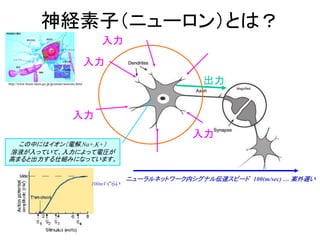 神経素子（ニューロン）とは？
入力
入力
入力
出力
入力
この中にはイオン（電解,Na+,K+）
溶液が入っていて、入力によって電圧が
高まると出力する仕組みになっています。
100mVぐらい
ニューラルネットワーク内シグナル伝達スピード 100(m/sec) … 案外遅い
http://www.brain.riken.go.jp/jp/aware/neurons.html
 
