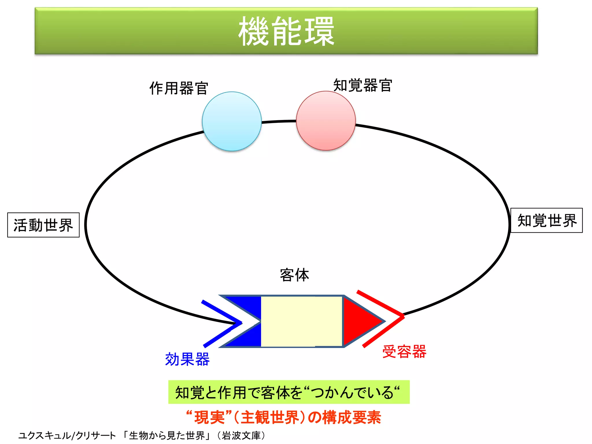 機能環
効果器
受容器
知覚と作用で客体を“つかんでいる“
客体
“現実”（主観世界）の構成要素
ユクスキュル/クリサート 「生物から見た世界」 （岩波文庫）
知覚世界活動世界
作用器官 知覚器官
 