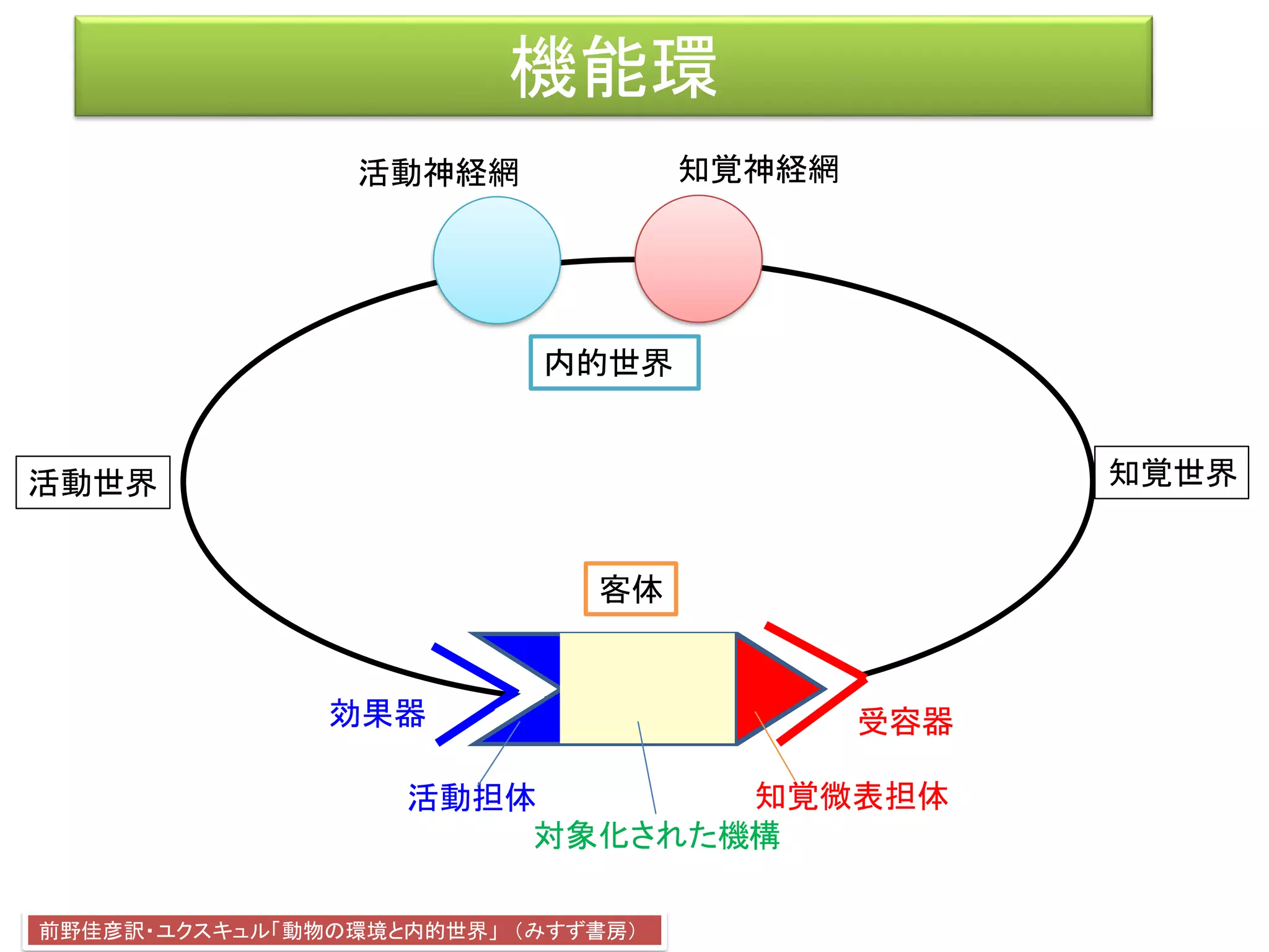 機能環
効果器 受容器
客体
活動神経網 知覚神経網
前野佳彦訳・ユクスキュル「動物の環境と内的世界」 （みすず書房）
知覚世界活動世界
知覚微表担体
対象化された機構
活動担体
内的世界
 
