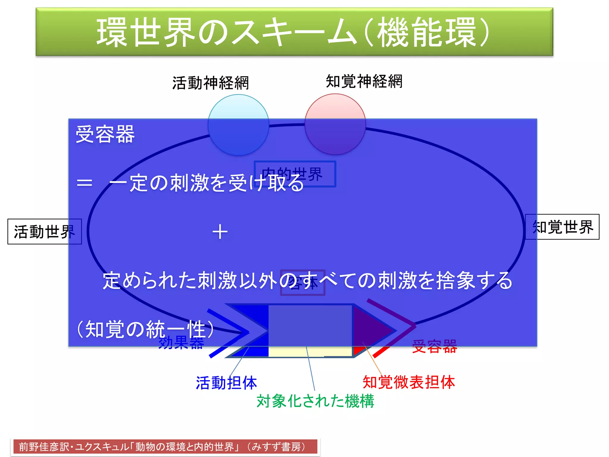 環世界のスキーム（機能環）
効果器 受容器
客体
活動神経網 知覚神経網
前野佳彦訳・ユクスキュル「動物の環境と内的世界」 （みすず書房）
知覚世界活動世界
知覚微表担体
対象化された機構
活動担体
内的世界
受容器
＝ 一定の刺激を受け取る
＋
定められた刺激以外のすべての刺激を捨象する
（知覚の統一性）
 