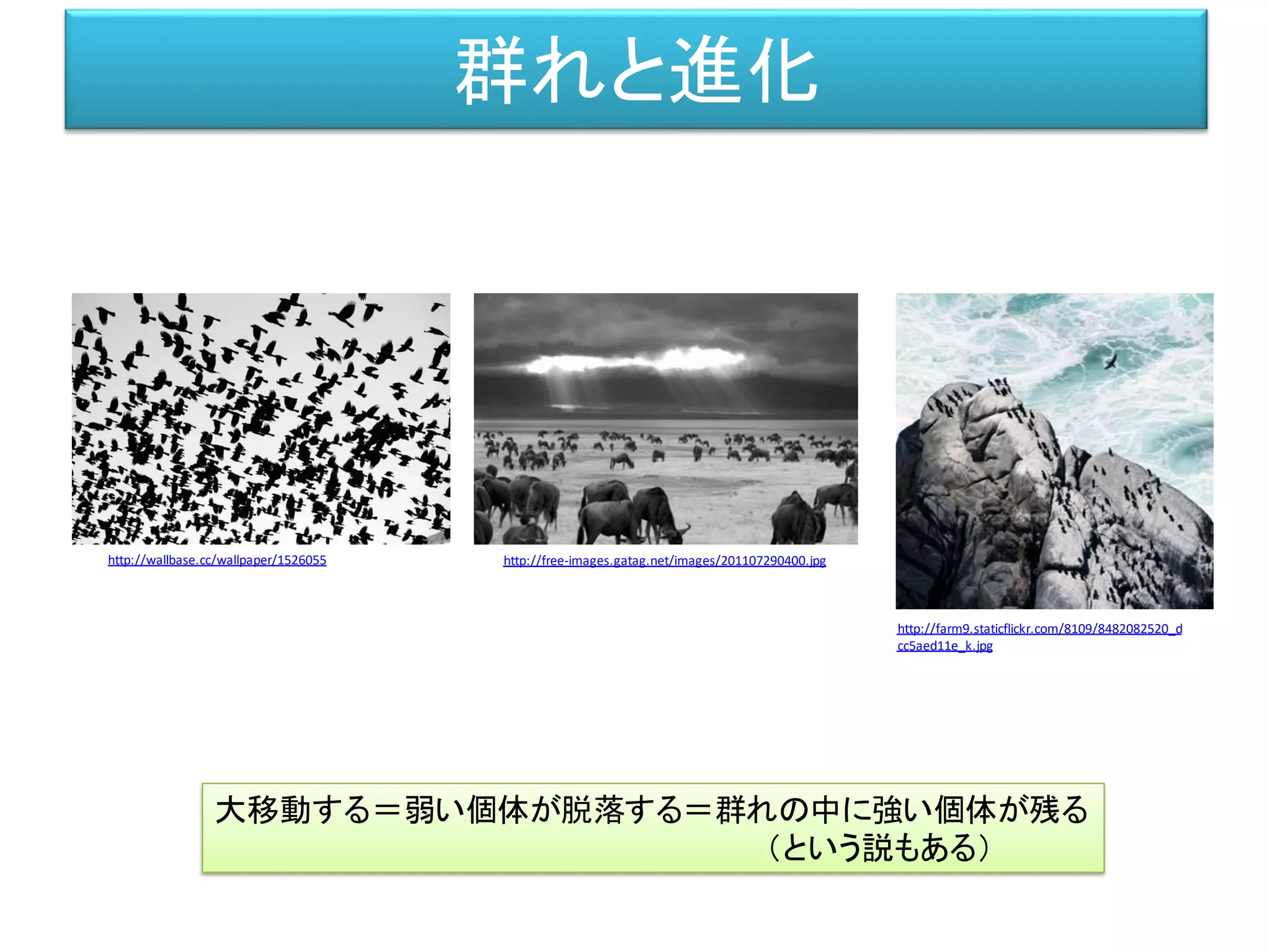 群れと進化
http://wallbase.cc/wallpaper/1526055
大移動する＝弱い個体が脱落する＝群れの中に強い個体が残る
（という説もある）
http://free-images.gatag.net/images/201107290400.jpg
http://farm9.staticflickr.com/8109/8482082520_d
cc5aed11e_k.jpg
 