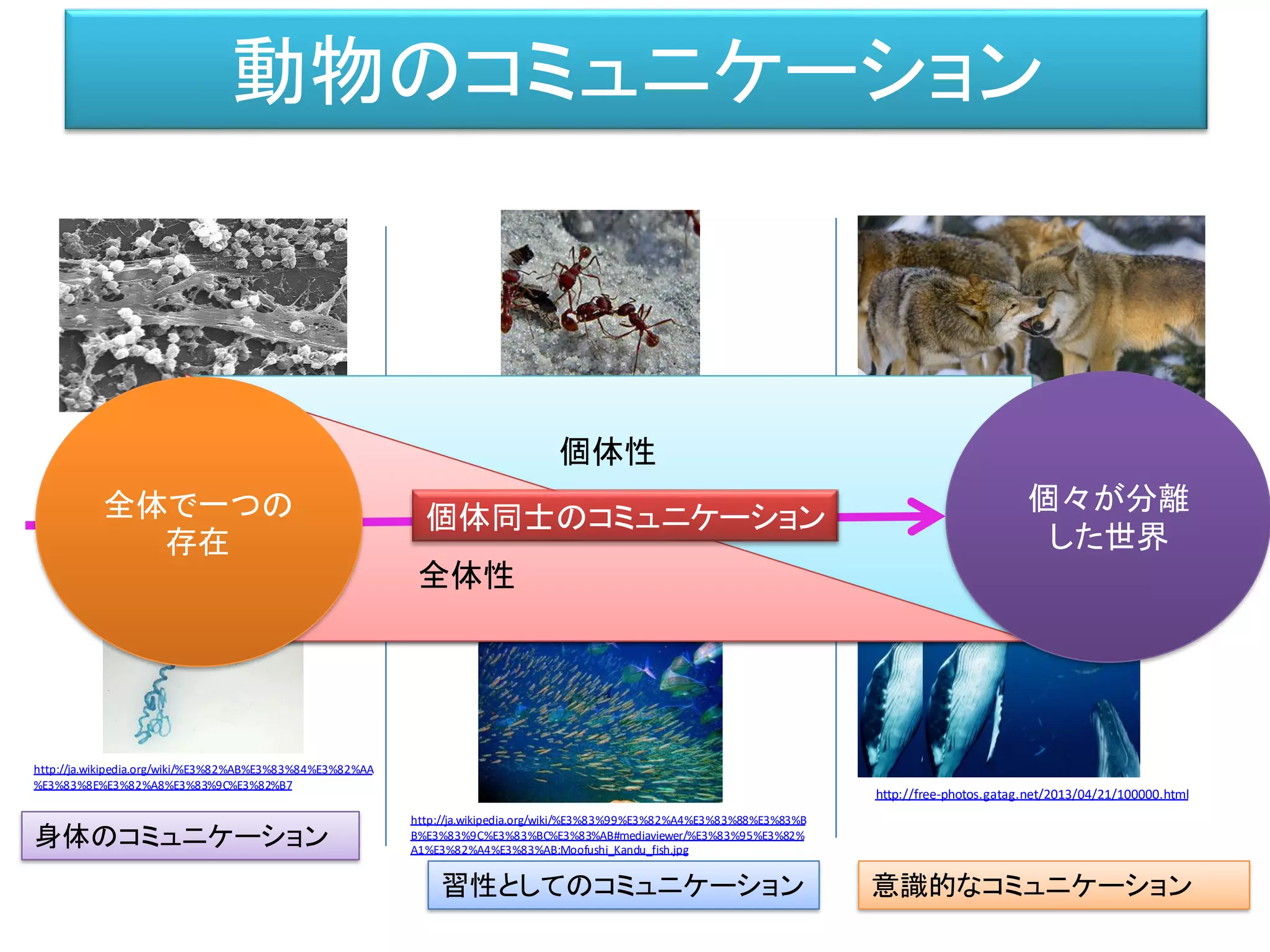 動物のコミュニケーション
習性としてのコミュニケーション 意識的なコミュニケーション
http://en.wikipedia.org/wiki/Harvester_ant
http://free-photos.gatag.net/2013/08/14/200000.html
http://free-photos.gatag.net/2013/05/07/080000.html
http://ja.wikipedia.org/wiki/%E3%83%90%E3%
82%A4%E3%82%AA%E3%83%95%E3%82%A3%
E3%83%AB%E3%83%A0
http://ja.wikipedia.org/wiki/%E3%83%99%E3%82%A4%E3%83%88%E3%83%B
B%E3%83%9C%E3%83%BC%E3%83%AB#mediaviewer/%E3%83%95%E3%82%
A1%E3%82%A4%E3%83%AB:Moofushi_Kandu_fish.jpg
http://ja.wikipedia.org/wiki/%E3%82%AB%E3%83%84%E3%82%AA
%E3%83%8E%E3%82%A8%E3%83%9C%E3%82%B7
http://free-photos.gatag.net/2013/04/21/100000.html
http://en.wikipedia.org/wiki/Harvester_ant
http://free-photos.gatag.net/2013/08/14/200000.html
http://free-photos.gatag.net/2013/05/07/080000.html
http://bbs.jinruisi.net/blog/2012/01/1059.html
個体性
全体性
個体同士のコミュニケーション全体で一つの
存在
個々が分離
した世界
身体のコミュニケーション
 
