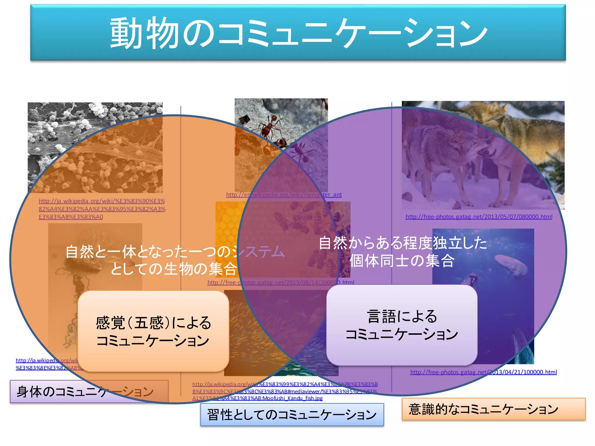 動物のコミュニケーション
習性としてのコミュニケーション 意識的なコミュニケーション
http://en.wikipedia.org/wiki/Harvester_ant
http://free-photos.gatag.net/2013/08/14/200000.html
http://free-photos.gatag.net/2013/05/07/080000.html
http://ja.wikipedia.org/wiki/%E3%83%90%E3%
82%A4%E3%82%AA%E3%83%95%E3%82%A3%
E3%83%AB%E3%83%A0
http://ja.wikipedia.org/wiki/%E3%83%99%E3%82%A4%E3%83%88%E3%83%B
B%E3%83%9C%E3%83%BC%E3%83%AB#mediaviewer/%E3%83%95%E3%82%
A1%E3%82%A4%E3%83%AB:Moofushi_Kandu_fish.jpg
http://ja.wikipedia.org/wiki/%E3%82%AB%E3%83%84%E3%82%AA
%E3%83%8E%E3%82%A8%E3%83%9C%E3%82%B7
http://free-photos.gatag.net/2013/04/21/100000.html
身体のコミュニケーション
自然と一体となった一つのシステム
としての生物の集合
自然からある程度独立した
個体同士の集合
言語による
コミュニケーション
感覚（五感）による
コミュニケーション
 
