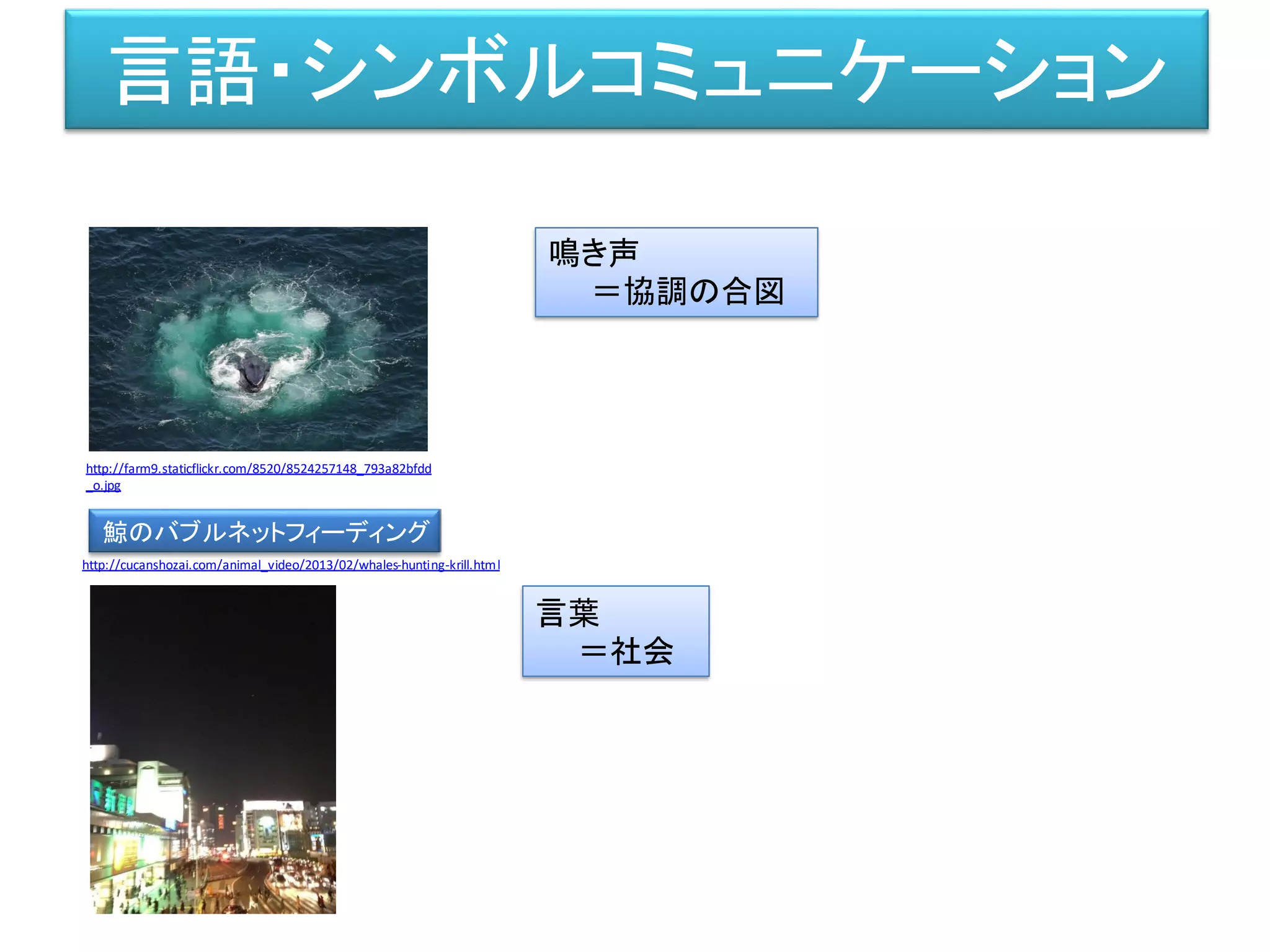 言語・シンボルコミュニケーション
鳴き声
＝協調の合図
鯨のバブルネットフィーディング
http://farm9.staticflickr.com/8520/8524257148_793a82bfdd
_o.jpg
http://cucanshozai.com/animal_video/2013/02/whales-hunting-krill.html
言葉
＝社会
 