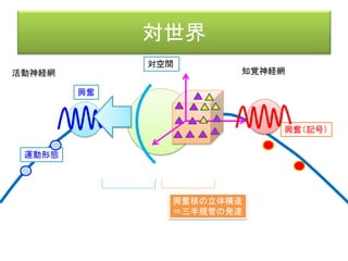 機能環
効果器 受容器
客体
活動神経網
知覚神経網
前野佳彦訳・ユクスキュル「動物の環境と内的世界」 （みすず書房）
知覚世界活動世界
知覚微表担体
対象化された機構
活動担体
内的世界
 